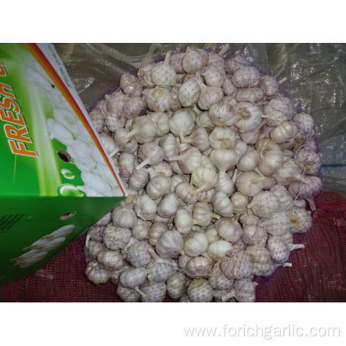 Fresh Normal White Garlic Prices